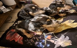 Miniature Dachshund dogs for sale: Just a boy longer coated, healthy Mini Dachshund - Image 20