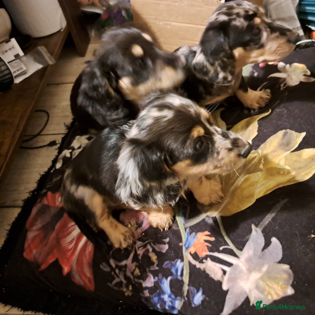 Miniature Dachshund dogs for sale: Just a boy longer coated, healthy Mini Dachshund - Image 20