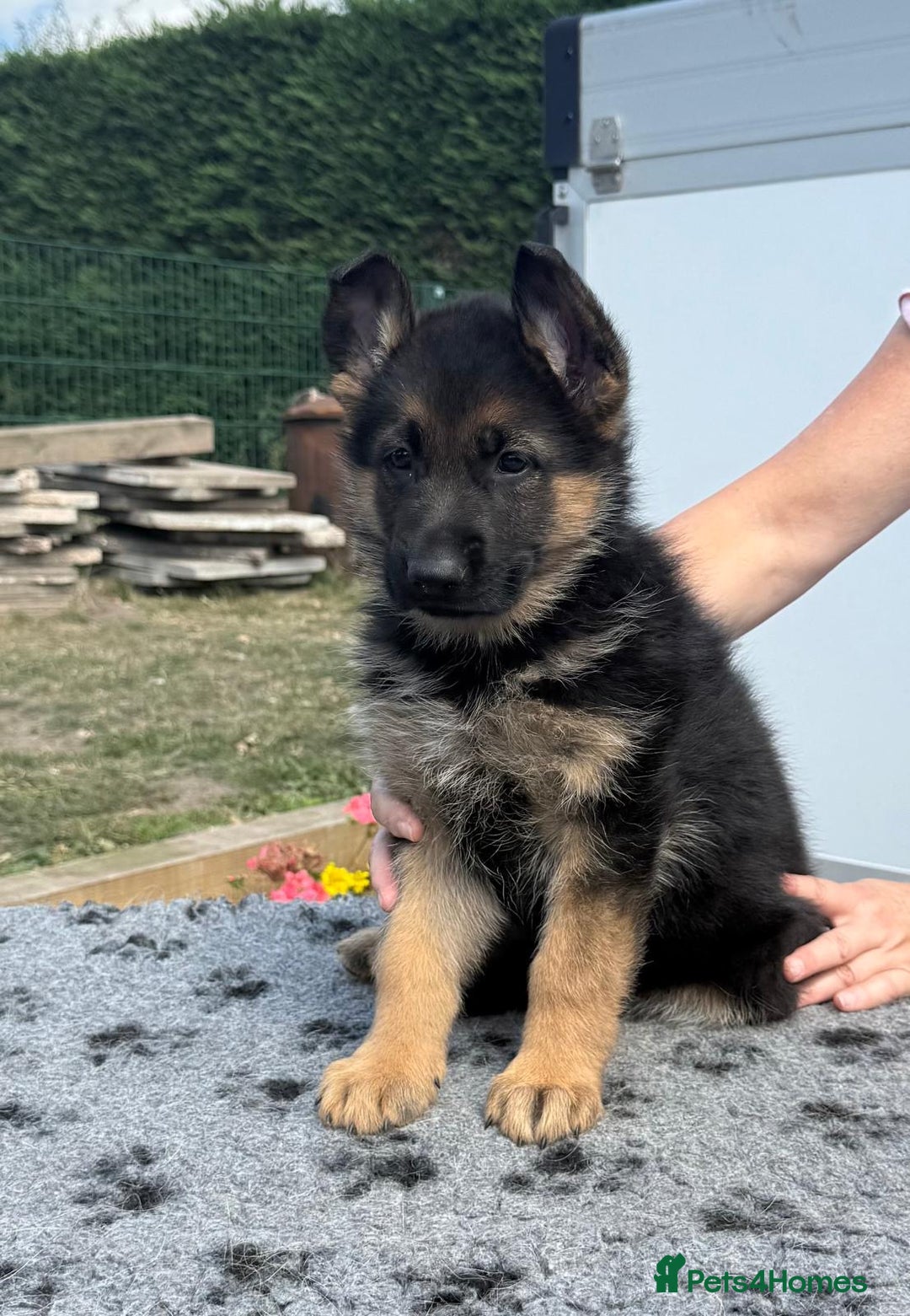 German Shepherd dogs for sale: German Shepherds - Image 5