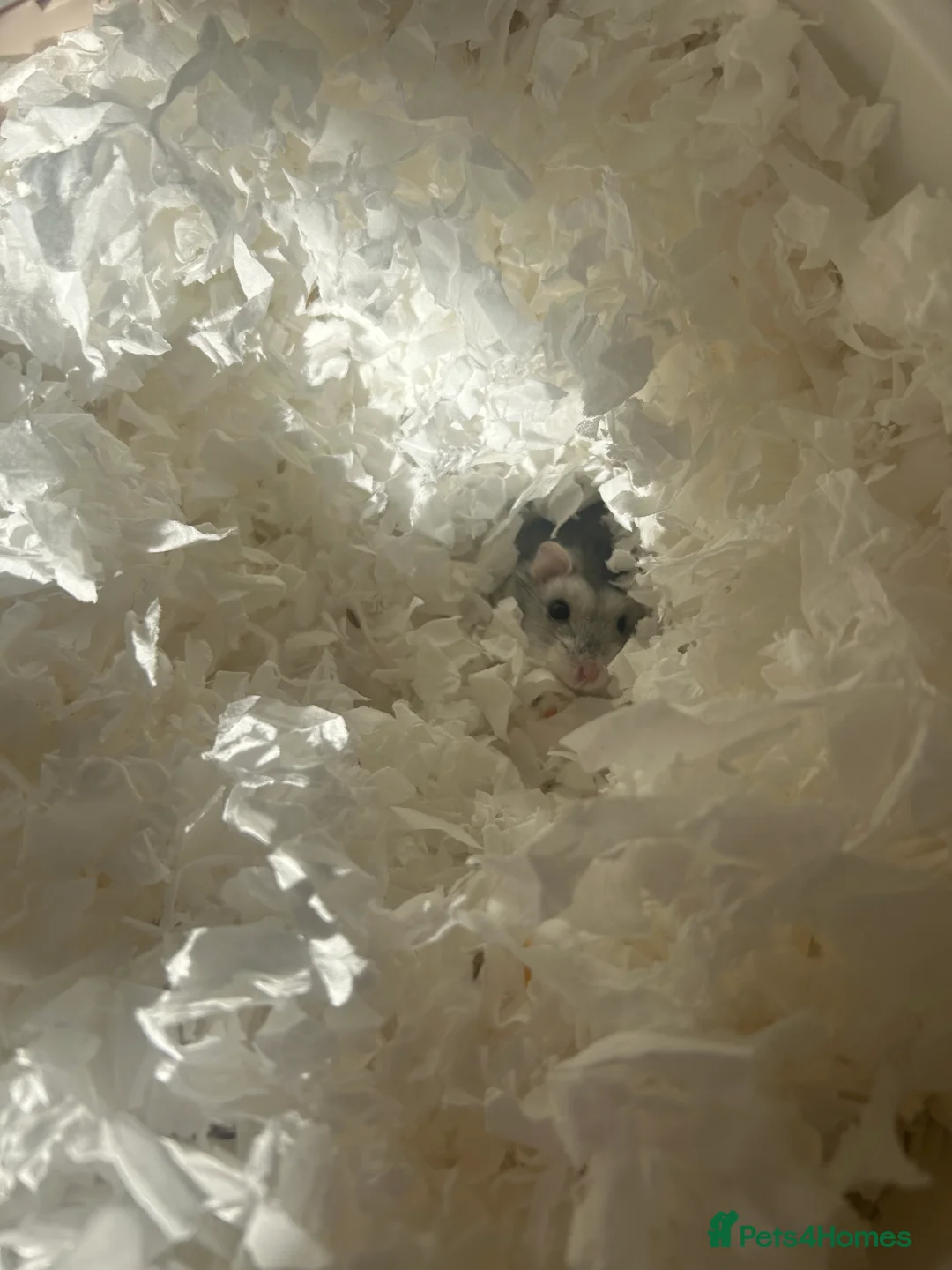 Hamster rodents for sale: Pookie - 100 Acre Hamster Rescue - Advert 3