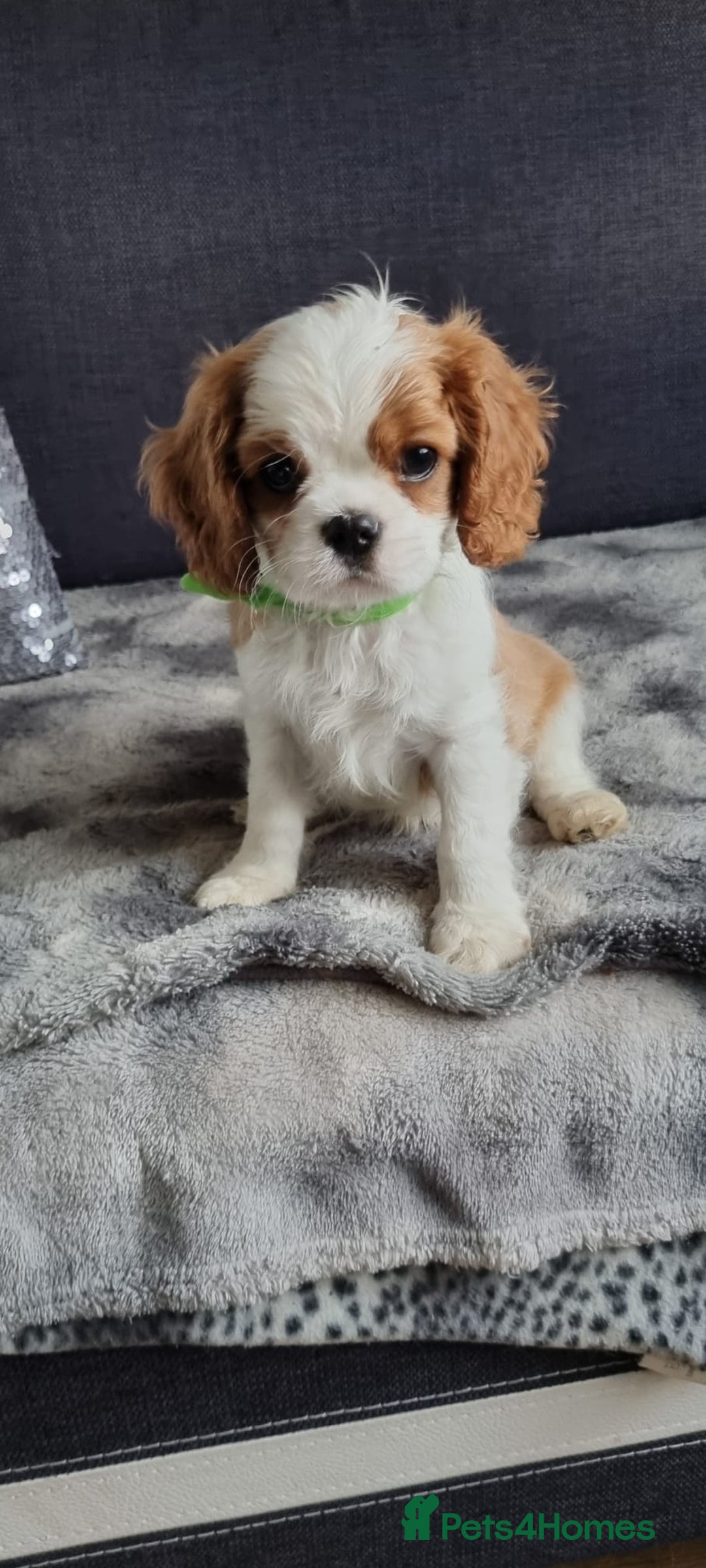 Cavalier King Charles Spaniel dogs for sale: Cavaliers King Charles spaniels - Image 3