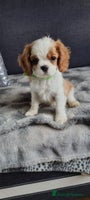 Cavalier King Charles Spaniel dogs - Advert 10