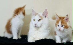 Maine Coon cats for sale: Maine Coon Kittens  - Image 15