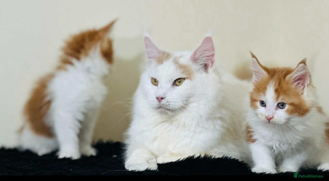 Maine Coon cats for sale: Maine Coon Kittens  - Image 15