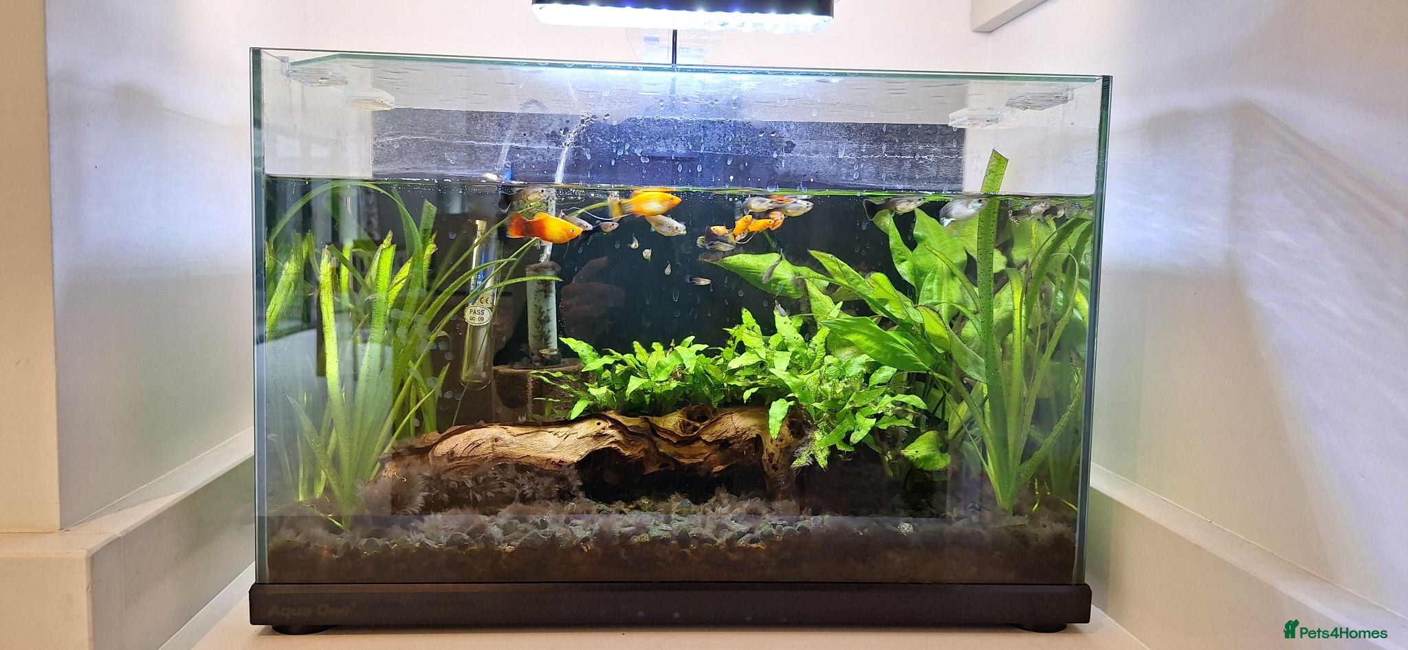 Other/Mixed Breed fish Guppies, sunset platys, shrimp and ottocynclis - Advert 1