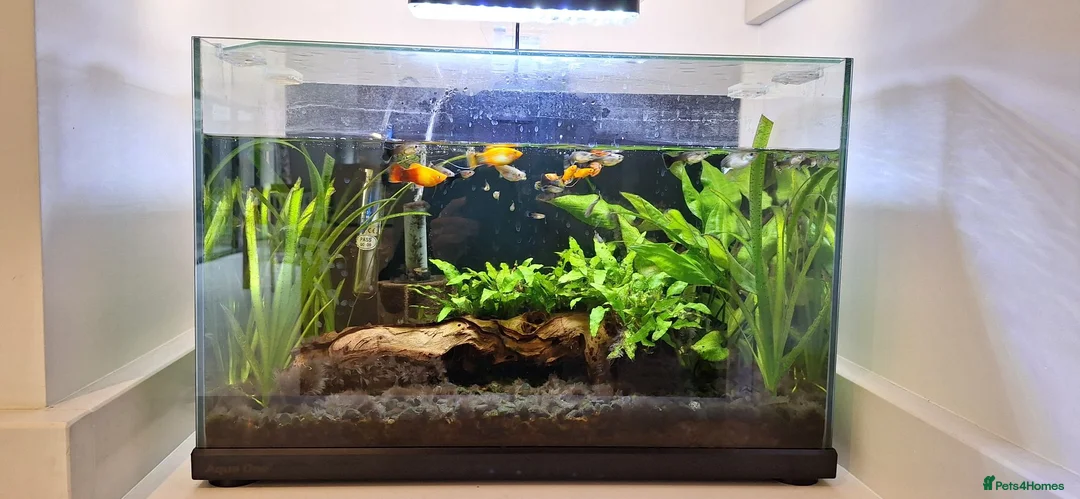 Other/Mixed Breed fish for sale: Guppies, sunset platys, shrimp and ottocynclis - Advert 1