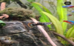 Plecos fish for sale: FREE Tropical Fish (Please Read) - Image 2