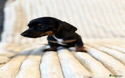 Miniature Dachshund dogs for sale: LAST 2 BOYS Miniature smooth Dachshund puppies - Image 22