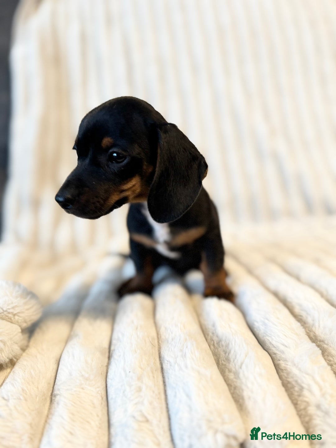 Miniature Dachshund dogs for sale: LAST 2 BOYS Miniature smooth Dachshund puppies - Image 22