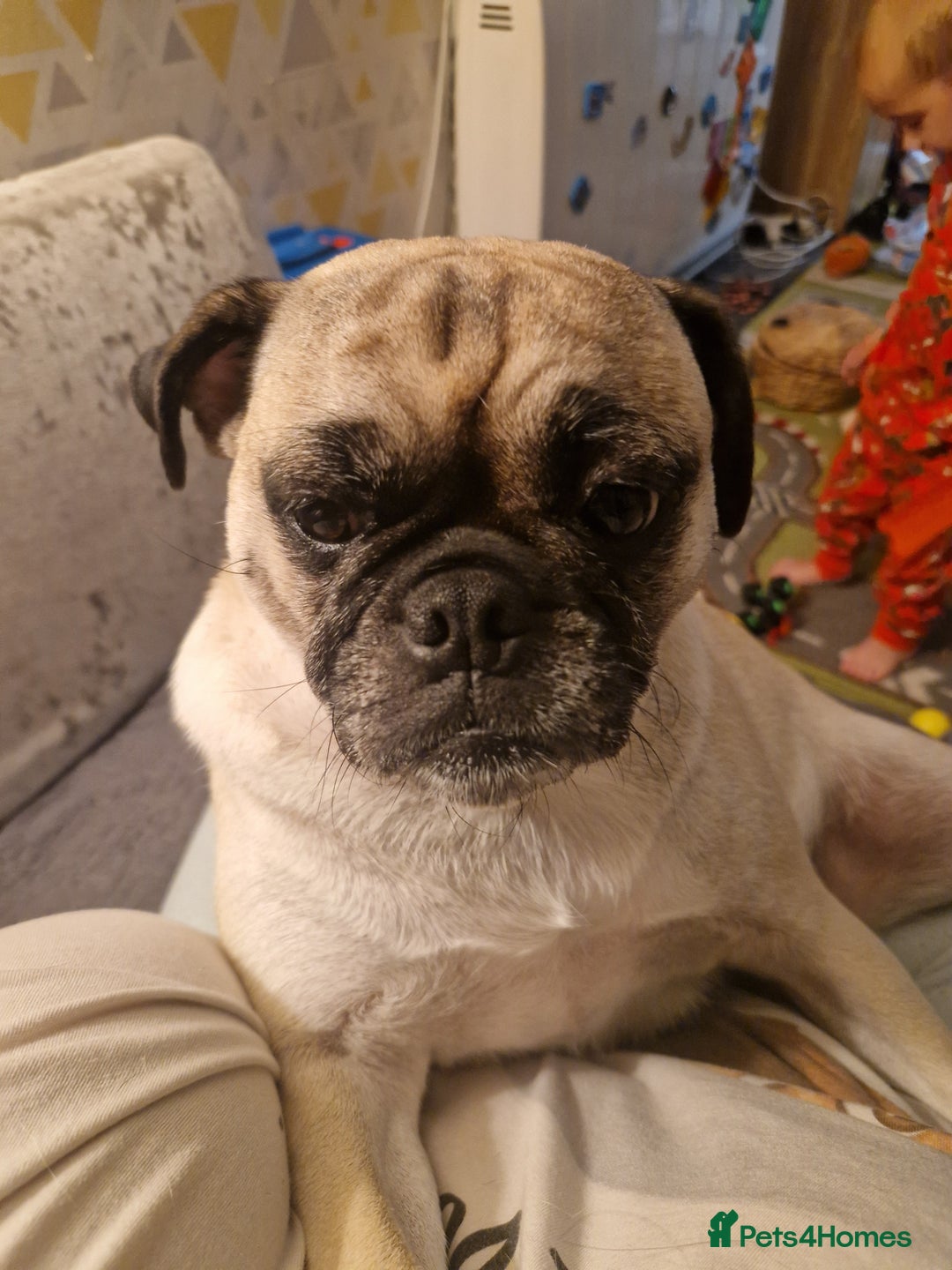 Mixed Breed dogs for sale: 5 year old norrie - Advert 14