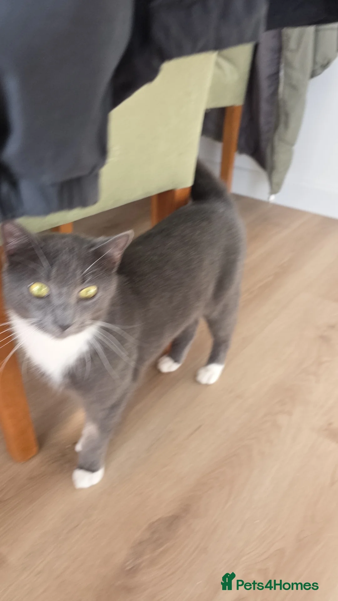 Mixed Breed cats for sale: Kitty  in Exmouth - Advert 1