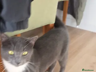 Mixed Breed cats Kitty - Advert 4