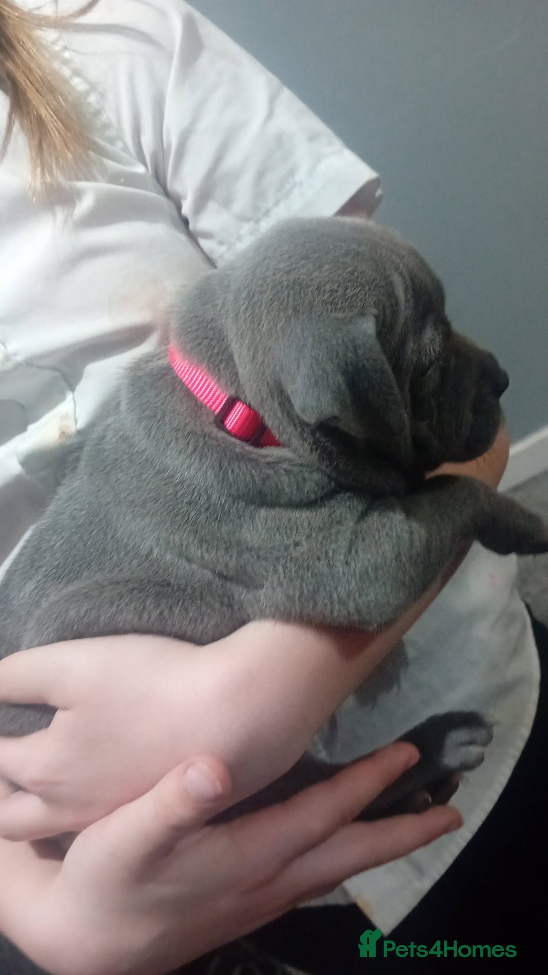 Staffordshire Bull Terrier dogs for sale: **Gorgeous blue staffy pups** - Advert 5