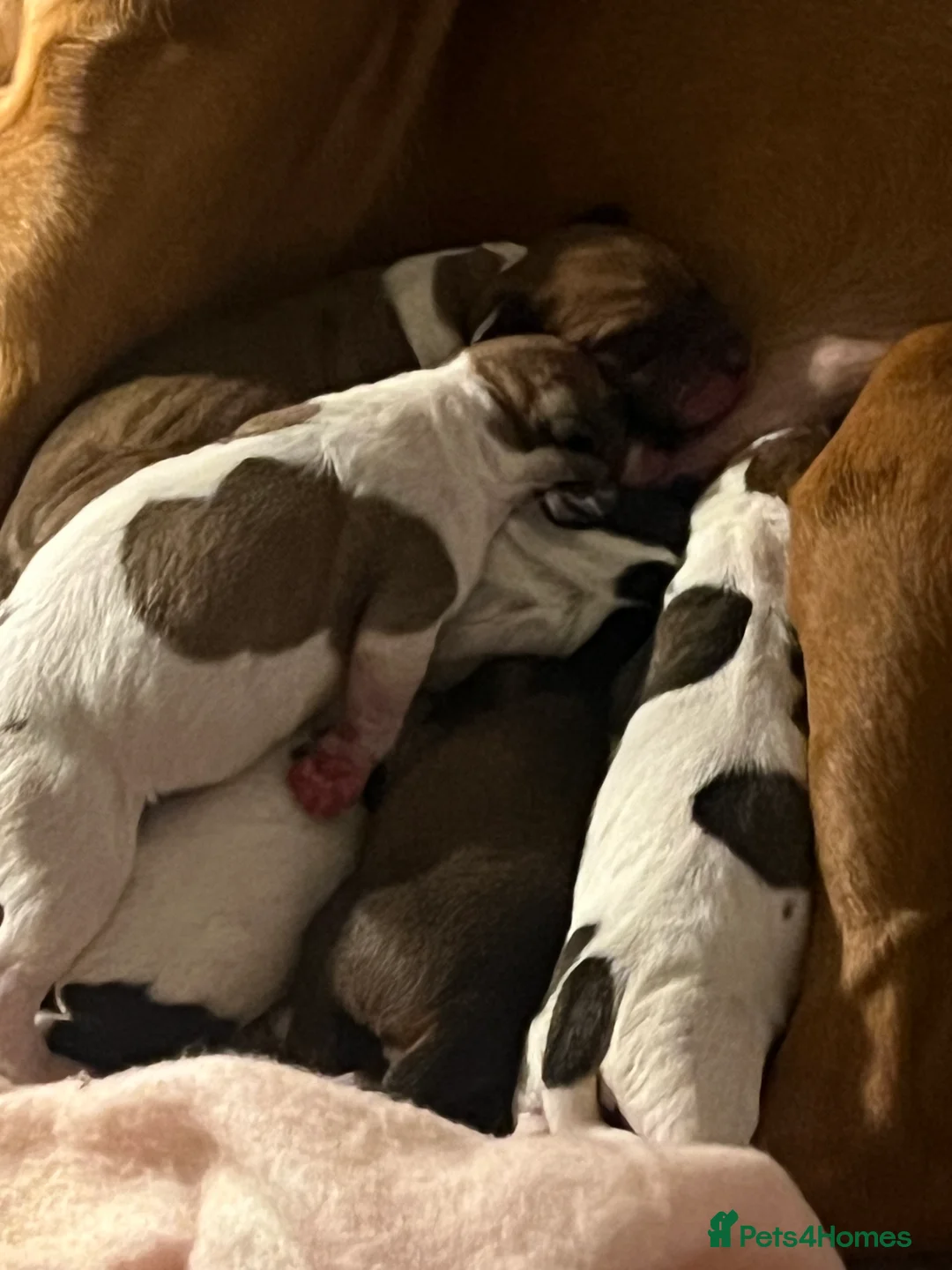 Mixed Breed dogs for sale: Vizsla X Whippet puppies - Advert 4