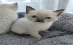 Siamese cats for sale: Siamese crossed with  Ragdol - Image 20