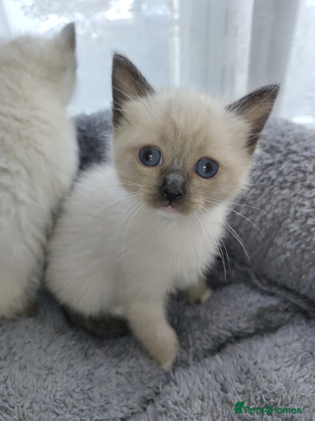 Siamese cats for sale: Siamese crossed with  Ragdol - Image 20