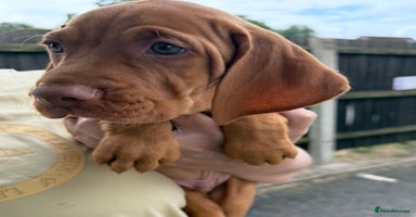 Hungarian Vizsla dogs - Advert 5