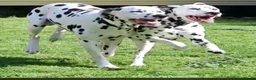 Dalmatian dogs for stud: Stunning LUA Dalmatian available for Stud  - Advert 3