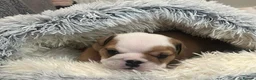 English Bulldog dogs for sale: beautiful kc reg health tested pup - Advert 4