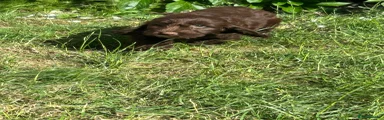 Cockapoo Puppy 2