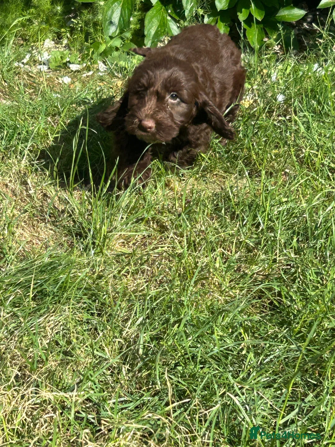 Cockapoo dogs for sale: Gorgeous Cockapoo Boys  - Advert 12