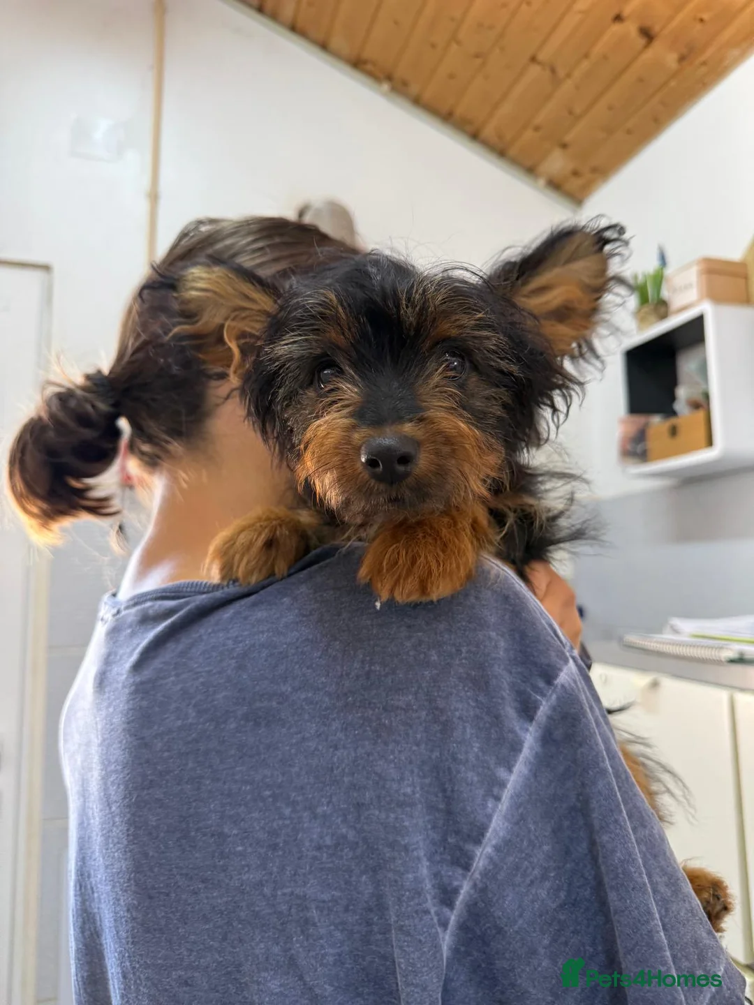 Mixed Breed dogs for adoption: Mini-Max - Advert 2