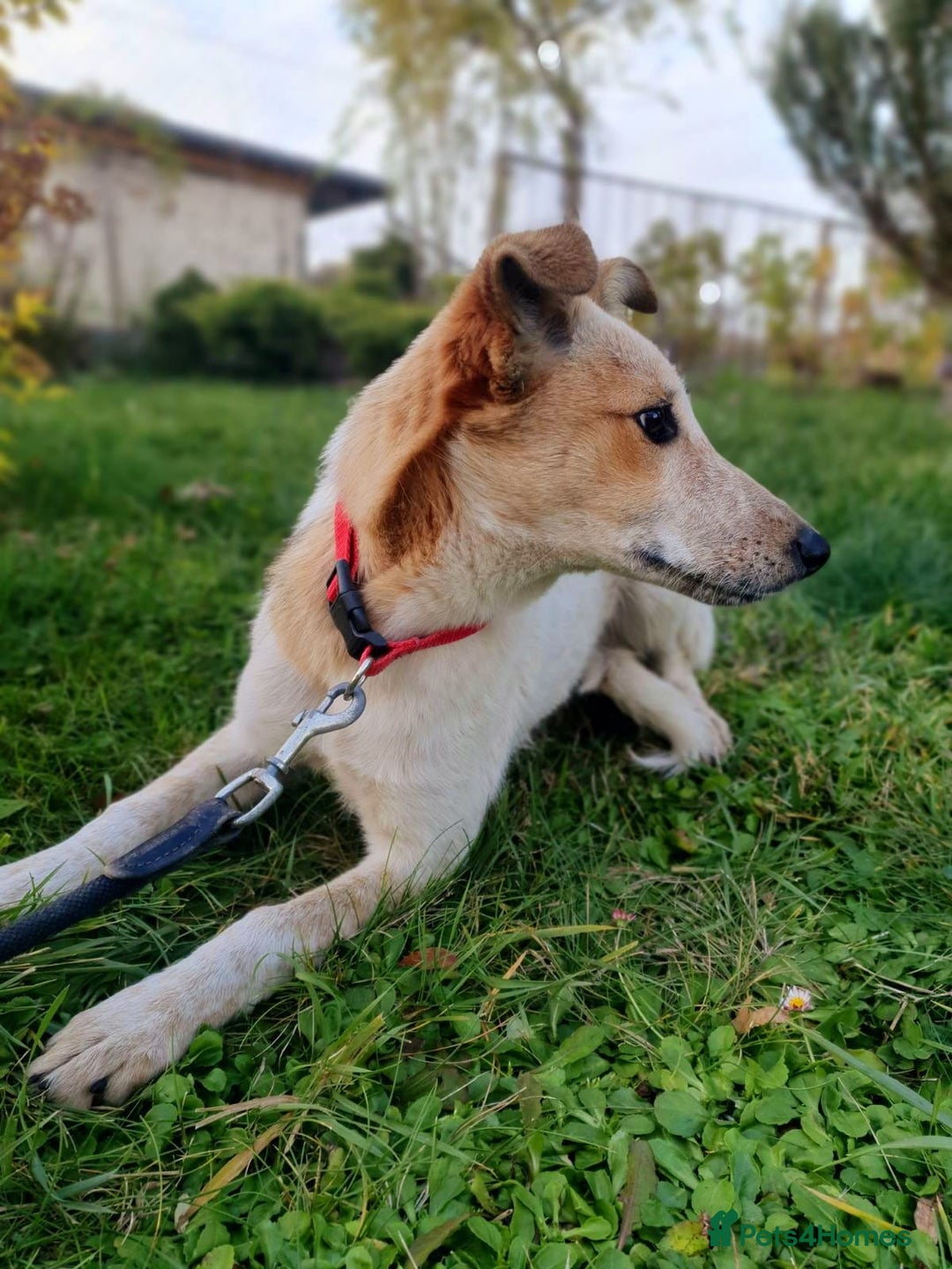 Mixed Breed dogs for adoption: ❤️Milka – a 10-month-old smallish medium girl❤️ - Advert 7