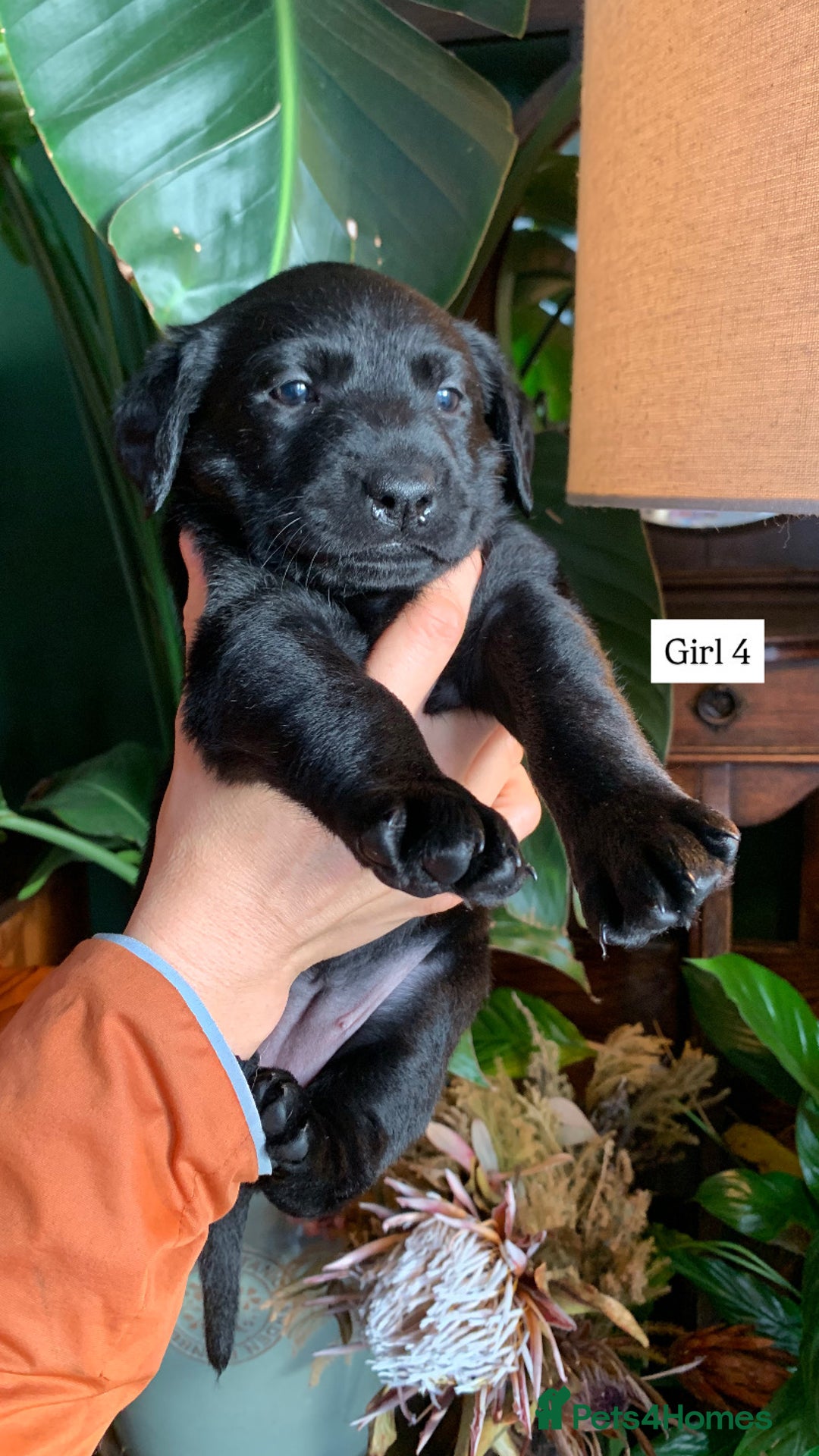 Labrador Retriever dogs for sale: Gorg KC reg labradors with amazing lineage - Advert 6