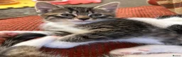 Mixed Breed cats for sale: Beautiful Family-Raised Kittens in Leicester - Advert 2