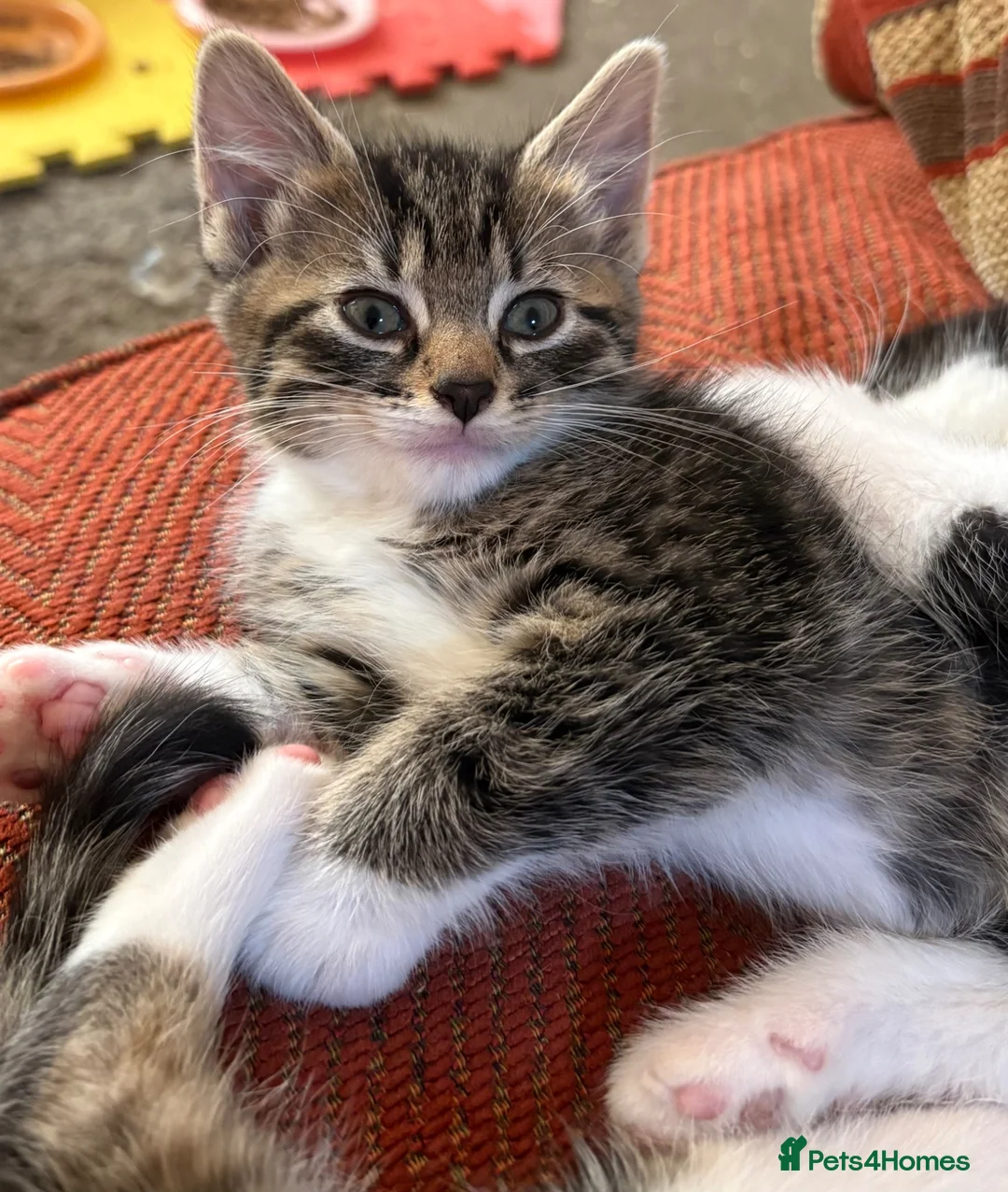 Mixed Breed cats for sale: Beautiful Family-Raised Kittens in Leicester - Advert 2