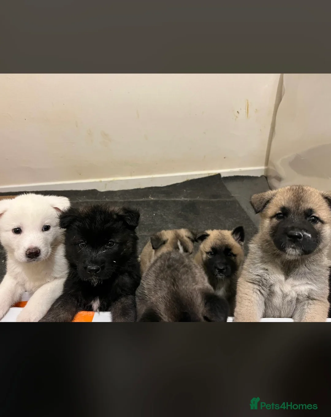Akita dogs for sale: Akita puppies  - Advert 2
