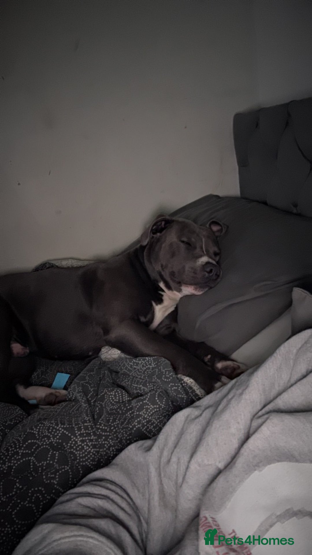 Staffordshire Bull Terrier dogs for sale: Blue  - Image 3