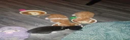 Mixed Breed cats for sale: Beautiful kittens ready soon in Glasgow - Advert 9