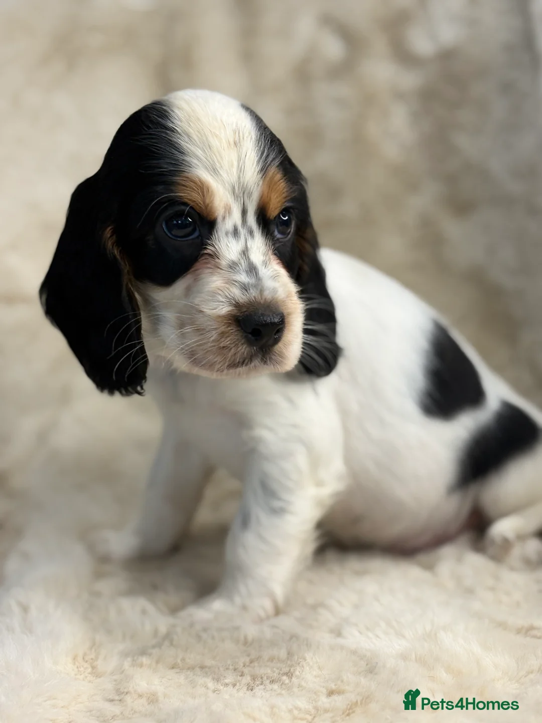 Cocker Spaniel dogs for sale: Top quality cocker spaniel pups  - Advert 4
