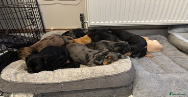 Cocker Spaniel dogs - Advert 8