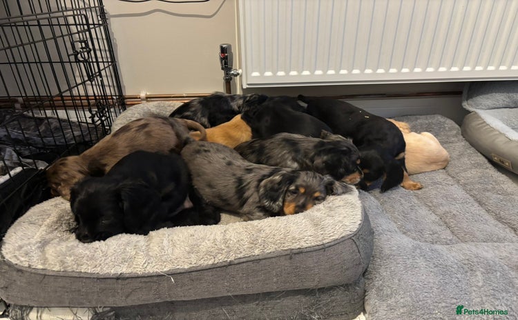 Cocker Spaniel dogs - Advert 4