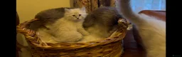 Siberian cats for sale: Lovely Siberian Girl 🤗 - Advert 11
