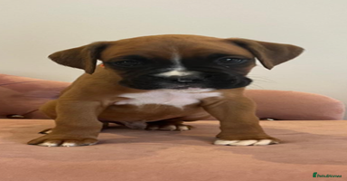 Boxer dogs - Advert 10