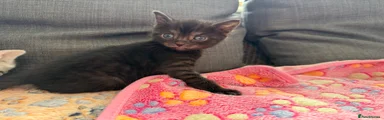 British Shorthair Kitten 7