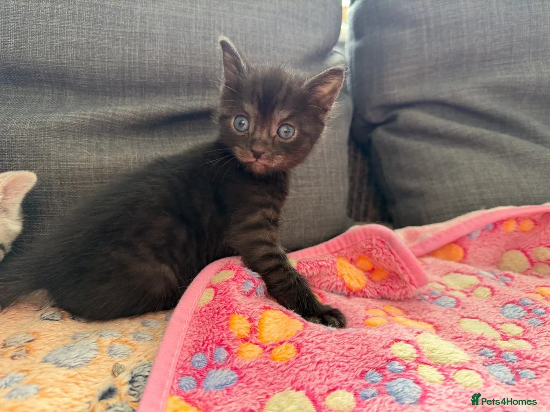 British Shorthair cats for sale: Pedigree British Shorthair Kittens – Ready May - Advert 2