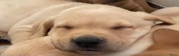 Labrador Retriever dogs for sale: Fox red and black puppies  - Advert 12