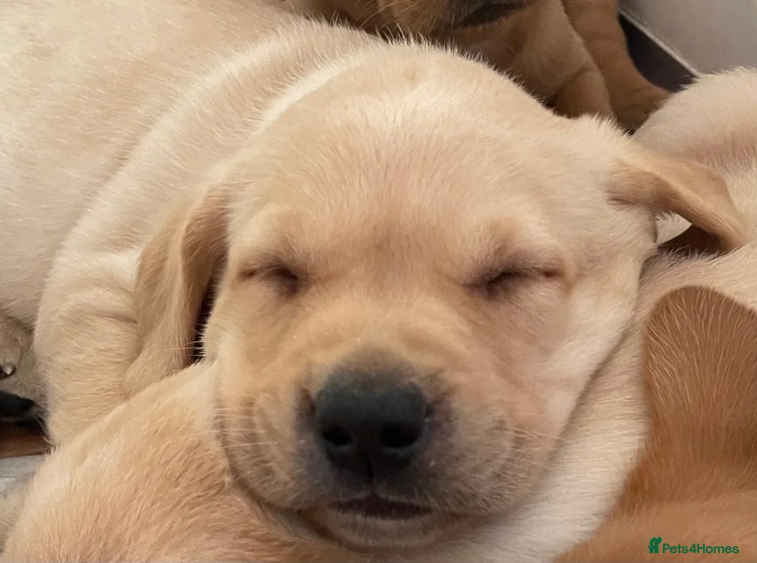Labrador Retriever dogs for sale: Fox red and black puppies  - Advert 23
