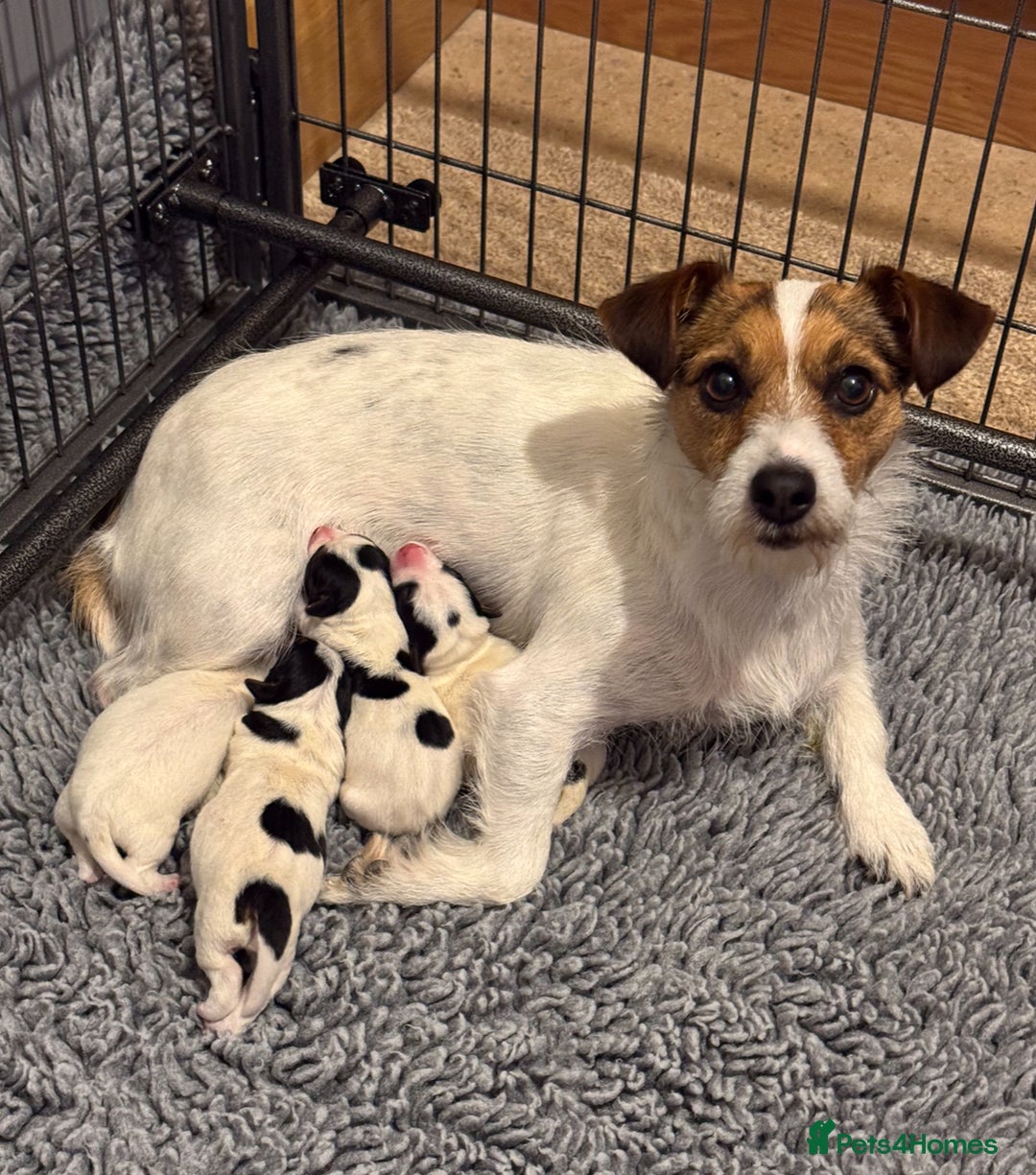 Jack Russell dogs for sale: Jack Russell Puppies - Image 5