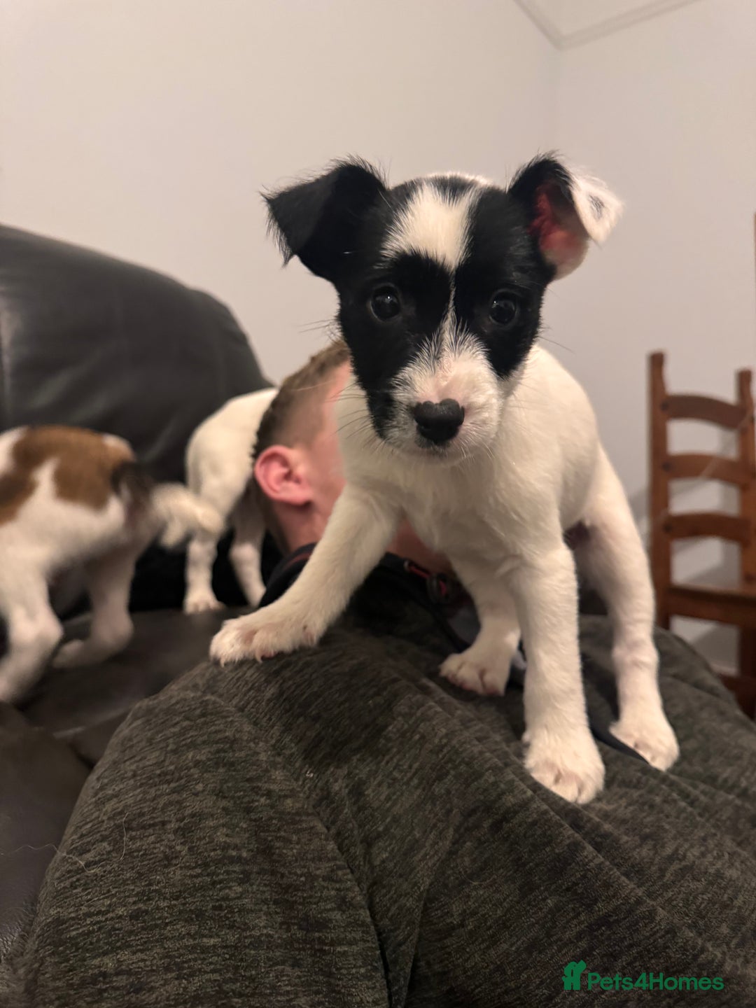 Mixed Breed dogs for sale: Ready to go!! Collie x Jack russell - Advert 7