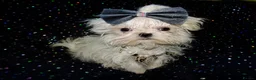 Maltese dogs for sale: ****Exquisite KC Registered Maltese Boy Puppy****  - Advert 6