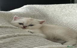 Scottish Fold cats for sale: Scottish Straight  - Image 6