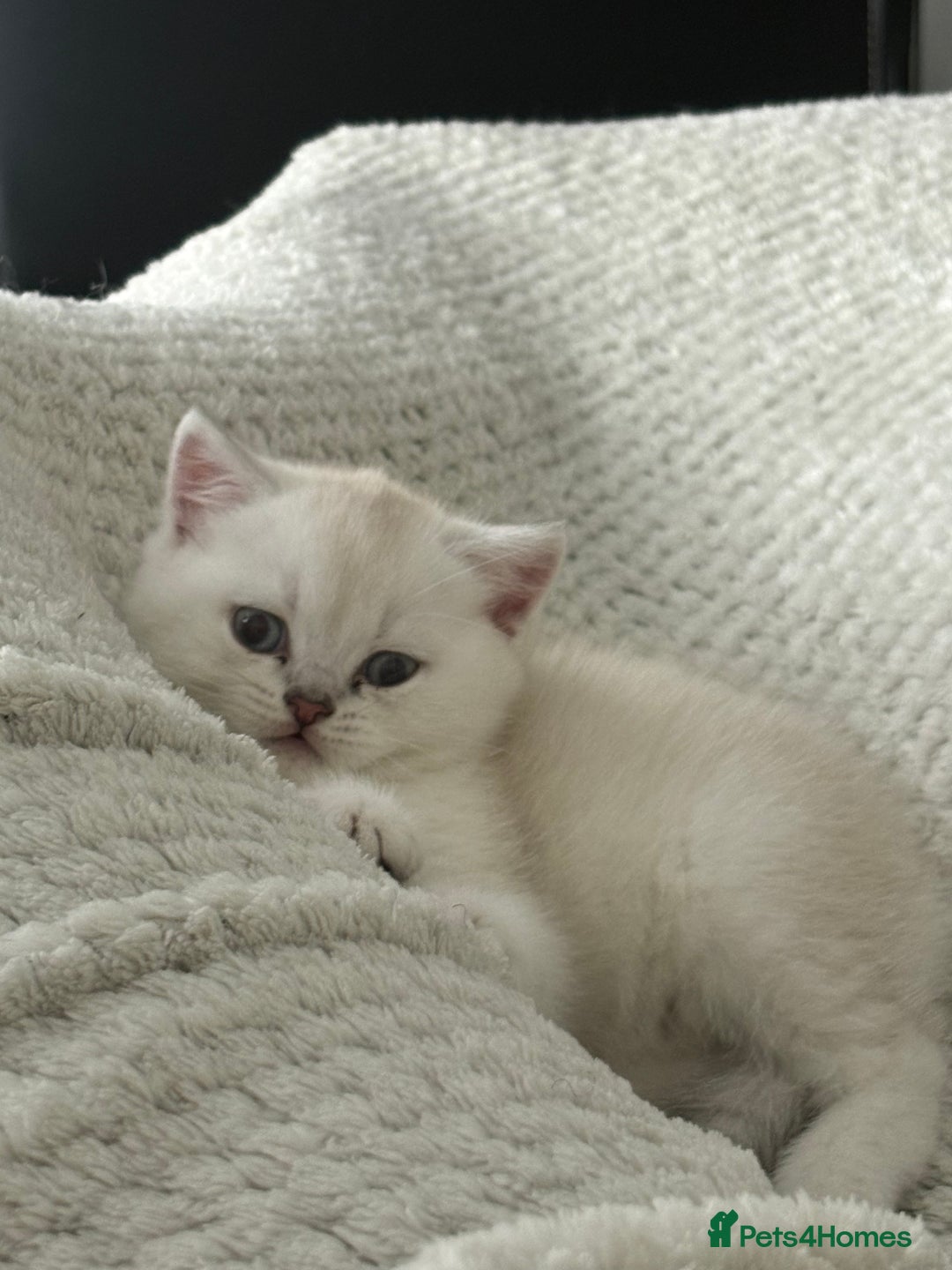 Scottish Fold cats for sale: Scottish Straight  - Image 6