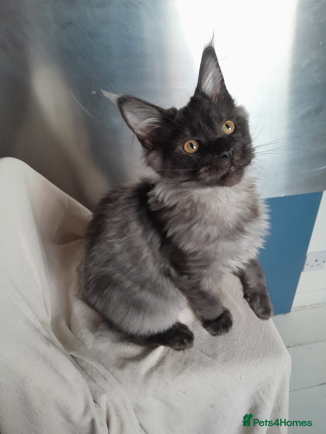 Maine Coon cats for sale: black smoke MaineCoon boy TICA reg - Advert 15