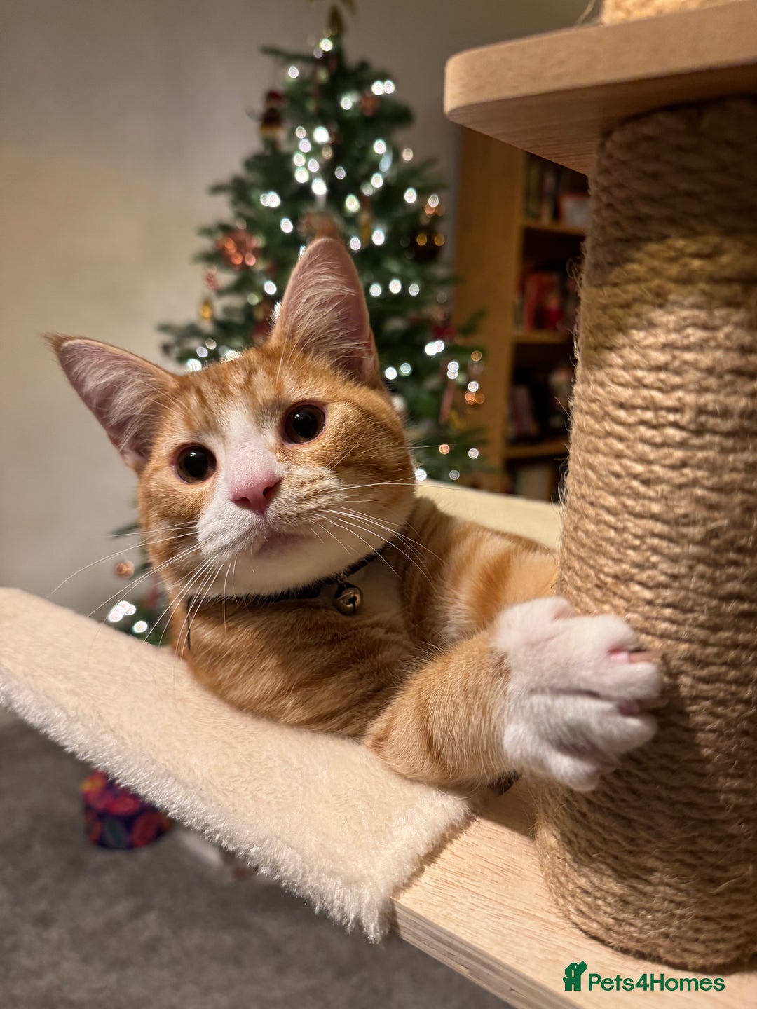 Domestic Shorthair cats for sale: Two boys available  - Advert 2