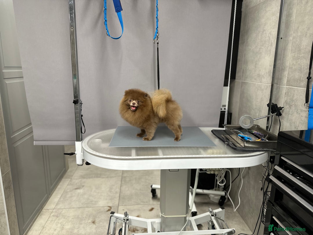 Pomeranian dogs for stud: Lilac and tan carrier tiny boy for stud in Lanark - Advert 7